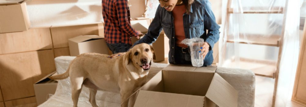 Moving With Your Dog